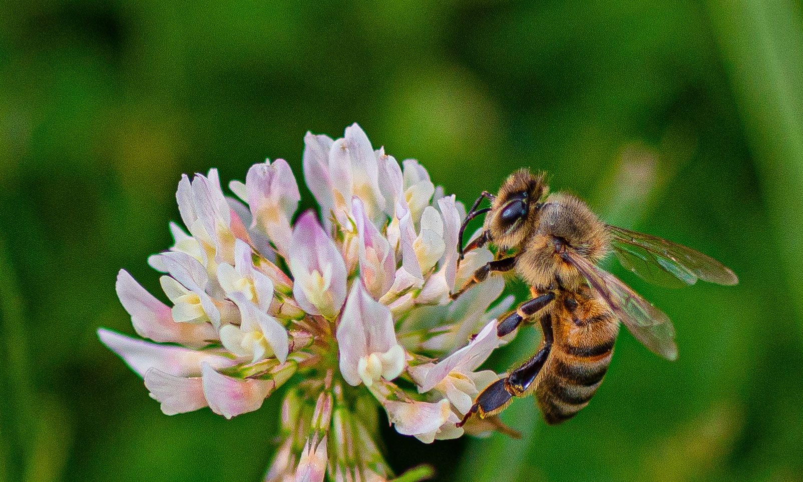 Bee on clover