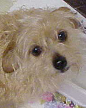 Freya - norfolk terrier