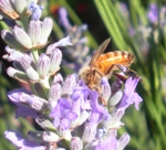 Honey Bee on Lavender - Photo by Kenneth E. Norton