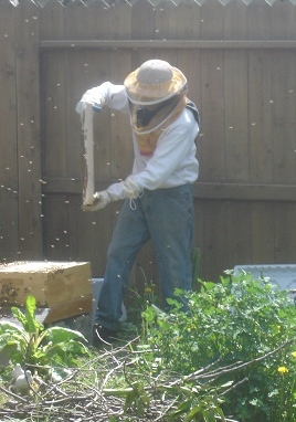 Ken beekeeping