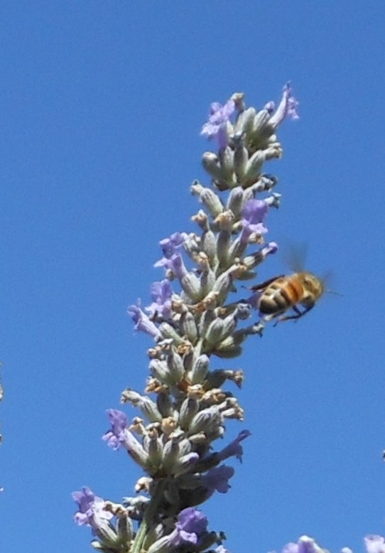 Honey Bee on Lavender - photo by Ken Norton
