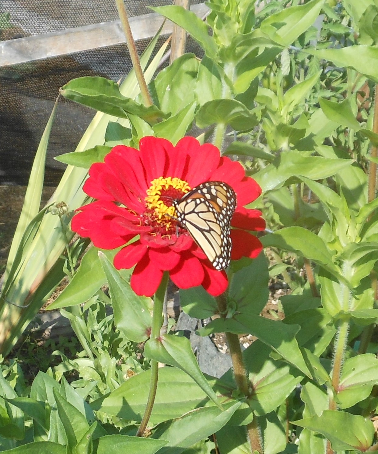 Monarch Butterfly on Zinnia - photo by Ken Norton