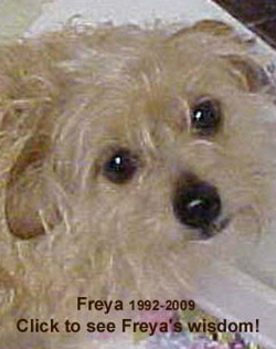 Freya, our little Norfolk Terrier, Rest in Peace